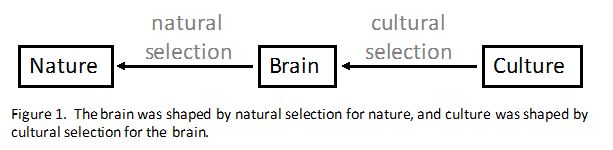 natural selection and cultural selection in shaping the brain